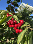 <b>百果园取智利车厘子协汇合做升级 新尺度新手艺</b>